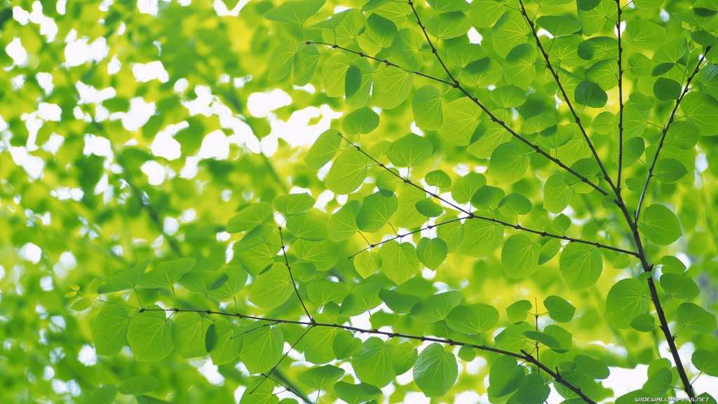 Free Download 44 HD Green Wallpapers for Windows and Mac Systems