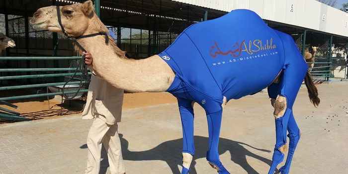 The Camel Suits by Al-Shibla5