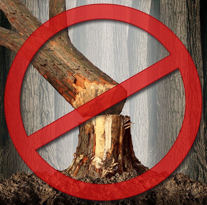 Запрет вырубки леса. Вырубка лесов запрещена. Рубка деревьев запрещена. Нельзя вырубать деревья.