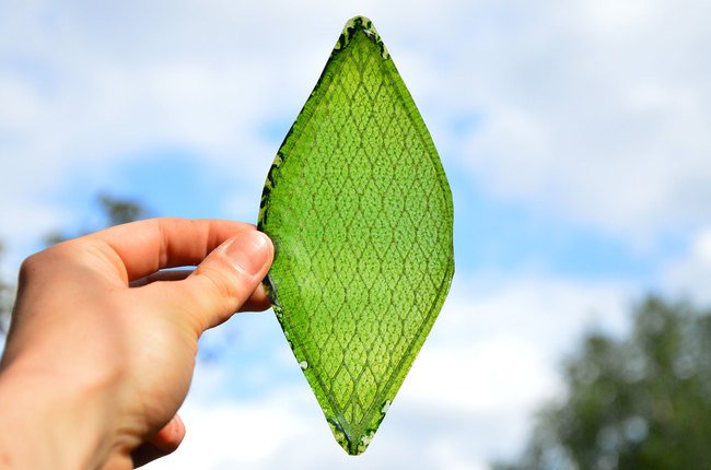 Artificial Leaf can Create Oxygen in Space