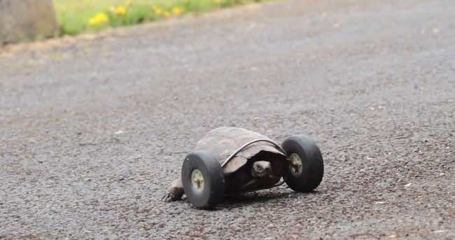 Tortoise front wheels