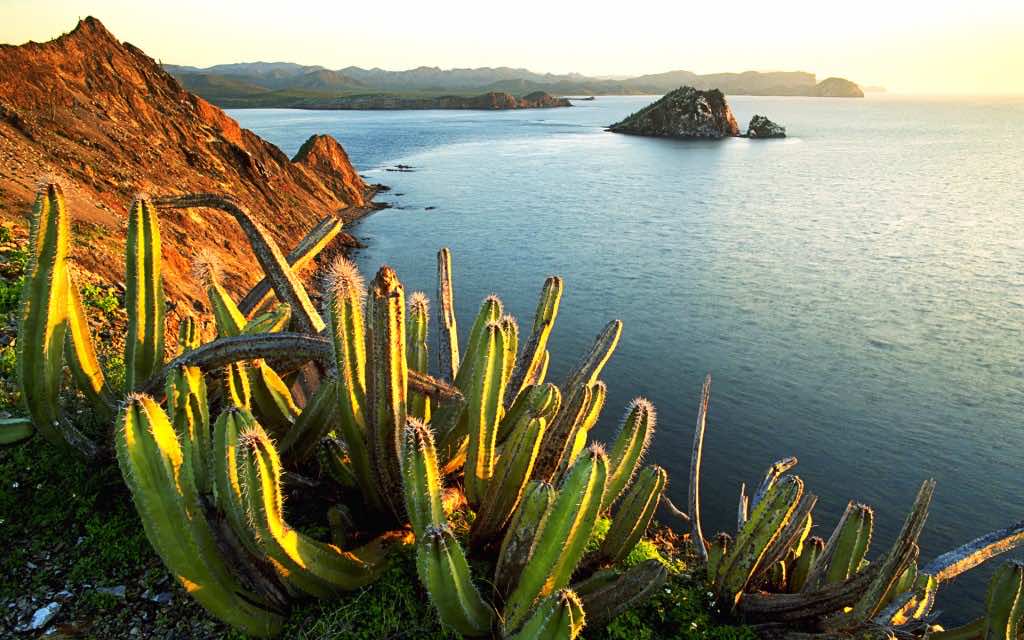 Senita Cacti Growing on Isla Datil