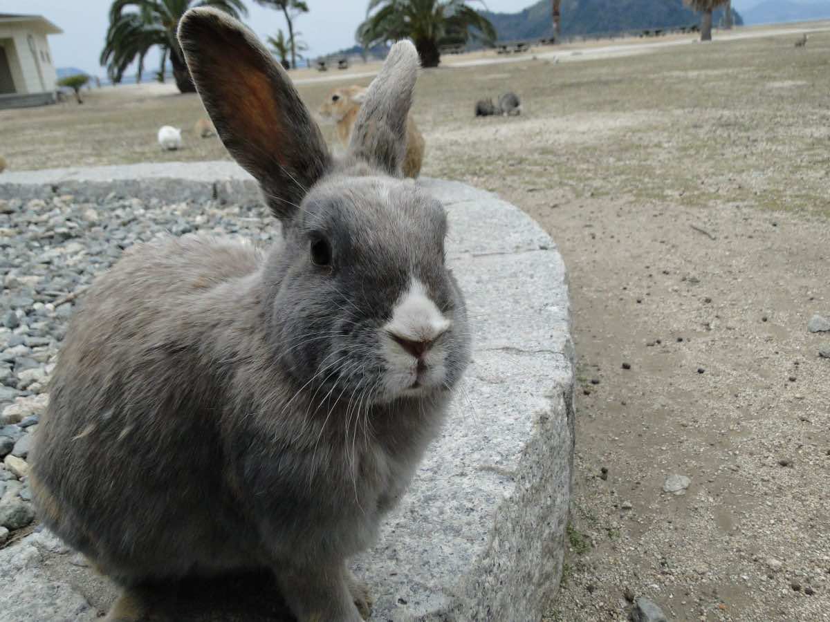 This Island In Japan That Is Filled With Thousands Of Rabbit