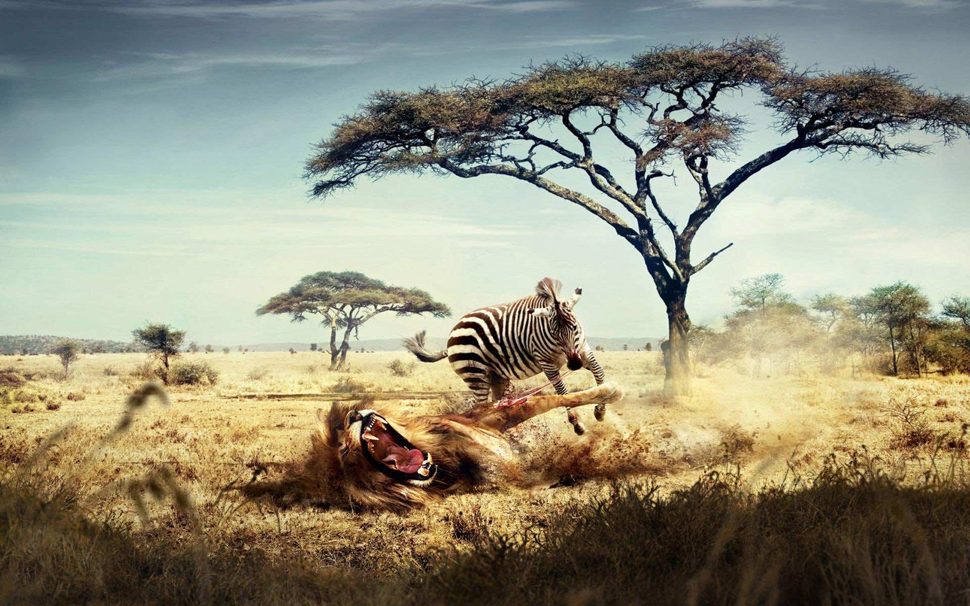48 HD Africa Wallpapers For Desktop And Mobile