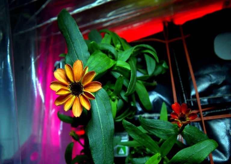 First Flower Grown On International Space Station