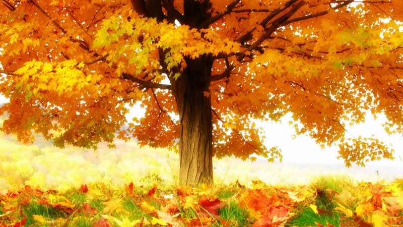 40 Autumn Wallpaper Backgrounds For Free HD Download