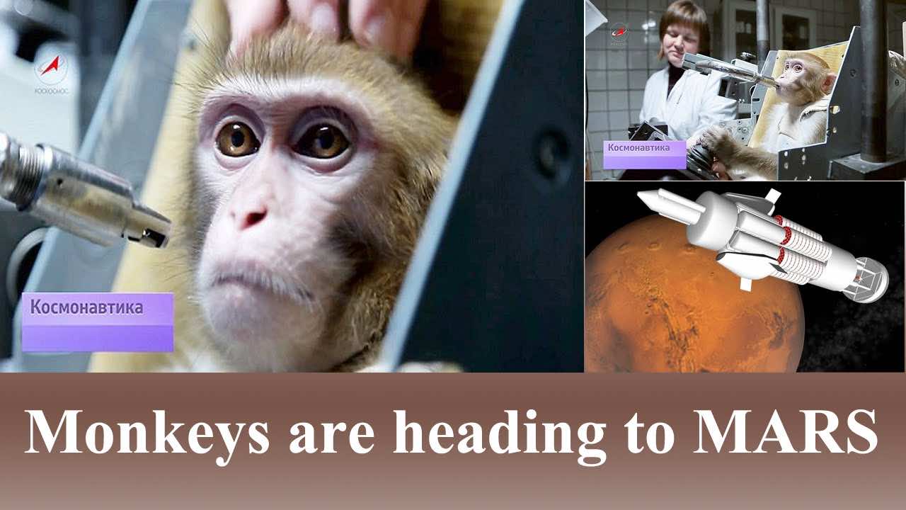 Russians Are Training Monkeys For A Mission To Mars 3