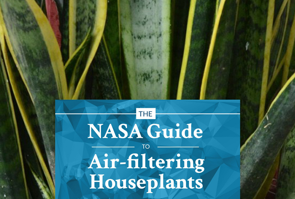 18 Plants That Are Best At Filtering Air In Your Home According To NASA 4