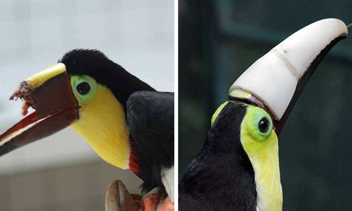 3D Printing is Saving the Lives of Hundreds of Animals_ 3D Printed Prosthetic Beak for the Costa Rican Toucan_Image 2_Wonderful Engineering