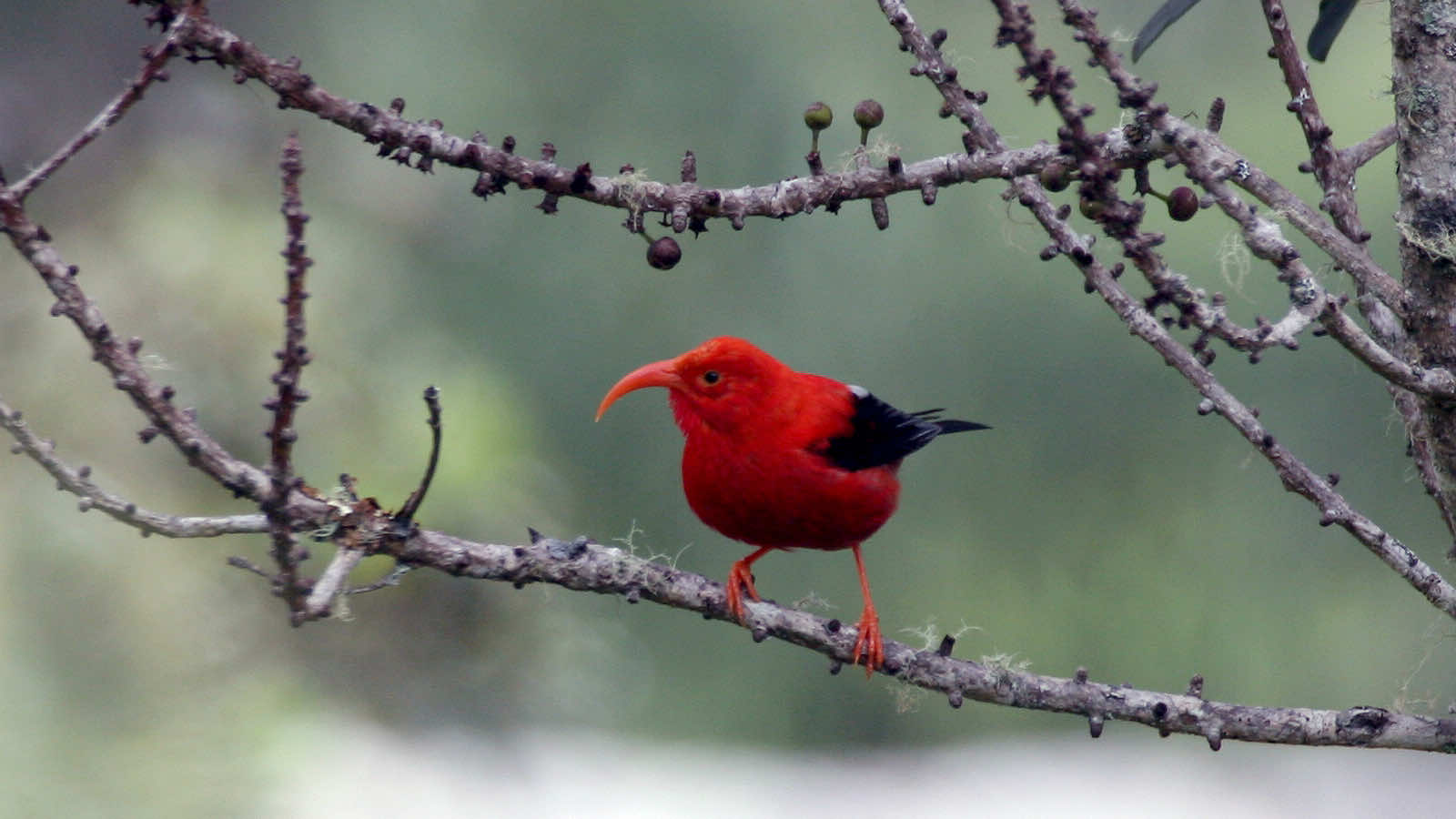 Genetic Engineering to Rescue Hawaii Birds_Image 1