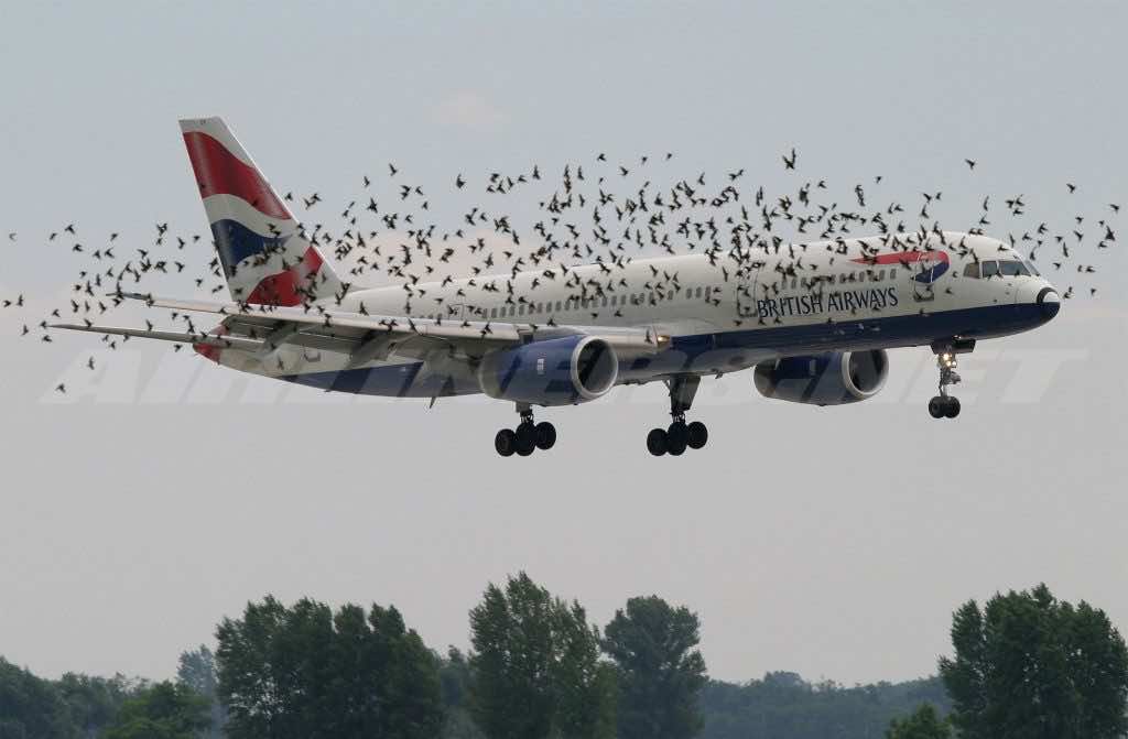 Here Is A New Technology That Could Save Birds From Flying Into Planes_Image 2