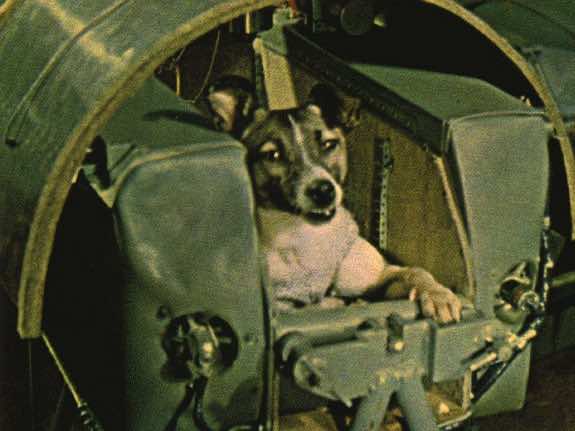 In 1957, This Dog Made History By Being The First Animal To Orbit The Earth_Image 4