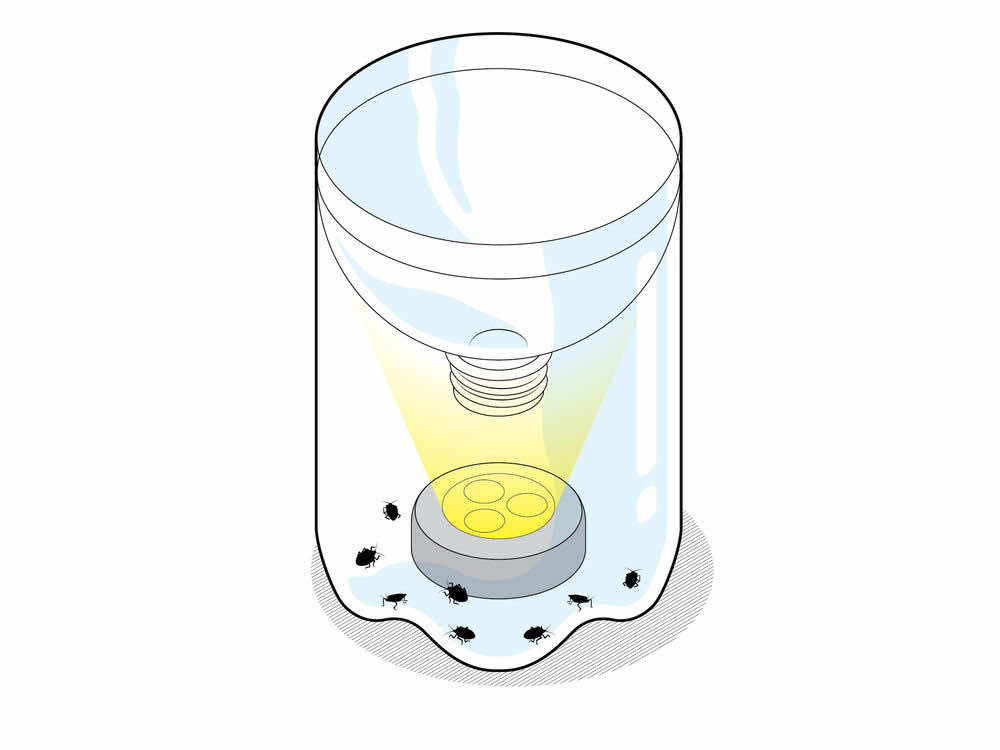 Here Is How You Can Make These 3 DIY Bug Traps That Actually