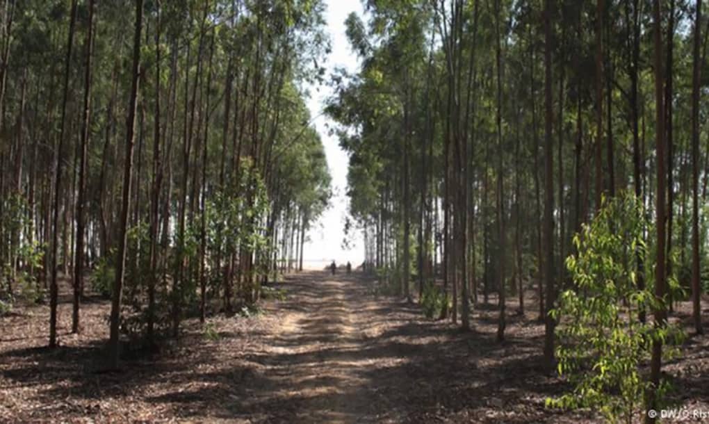 Egyptian Researchers Use Sewage To Grow Forests In The Desert_Image 1