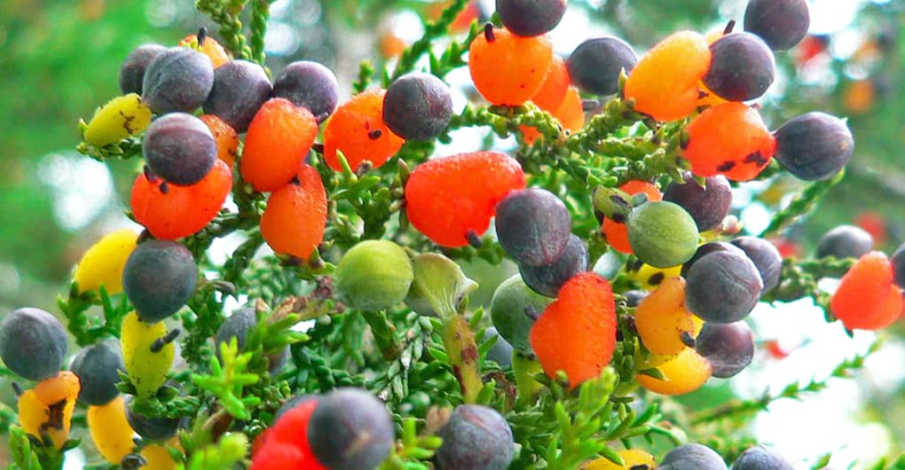 This Amazing Fairytale Tree Can Grow 40 Different Kinds Of Fruit_Image 0