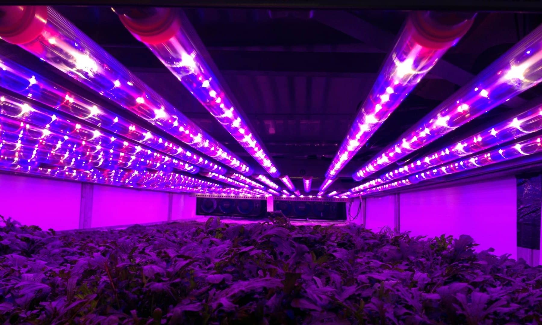 World's Largest Vertical Farm In New Jersey Grows Without So
