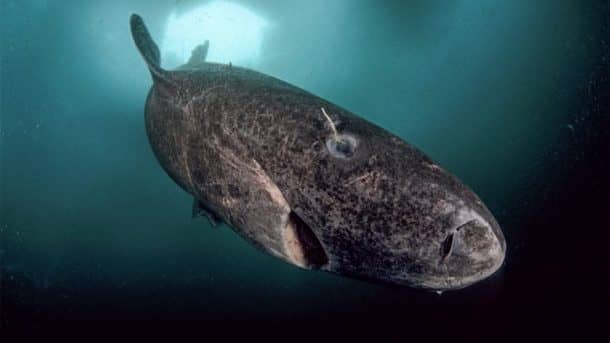 Greenland Shark Is The Longest Living Vertebrate That Can Su