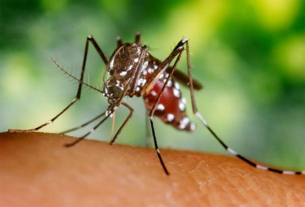 how-would-the-extinction-of-mosquitoes-affect-humans_image-0