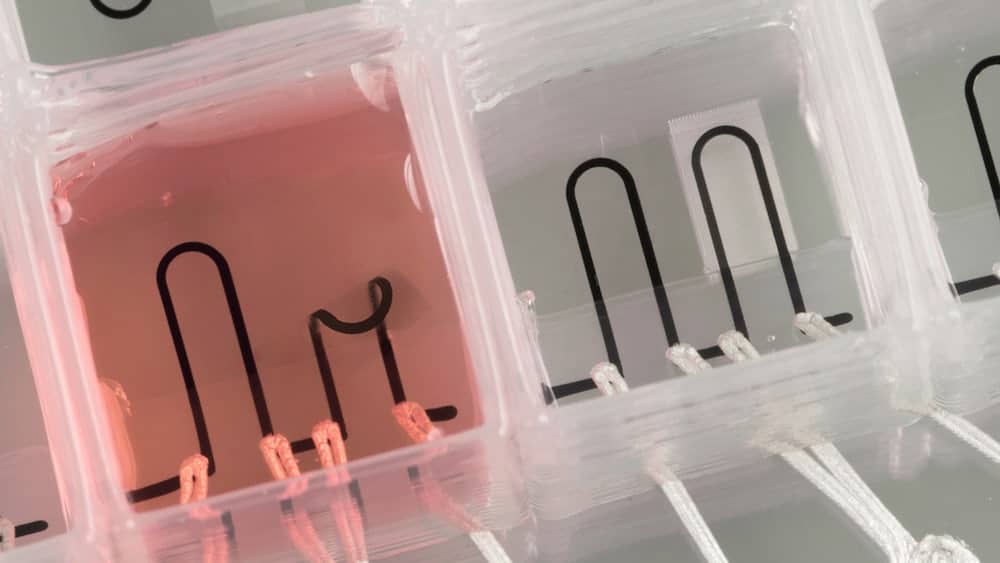 3d-print-heart-on-chip-1
