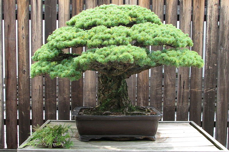 japanese-white-pine-bonsai-masaru-yamaki-us-bicentennial-2