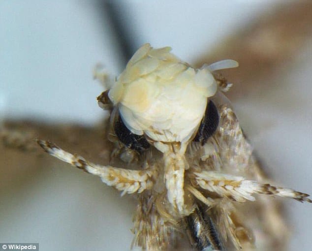 donaldtrumpi orange moth