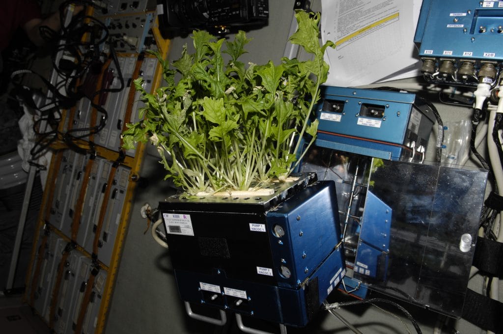 Here Is How Plants Grow In Microgravity At The International   Plants In Microgravity 5 1024x680 