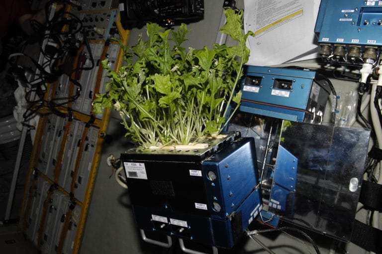 Here Is How Plants Grow In Microgravity At The International
