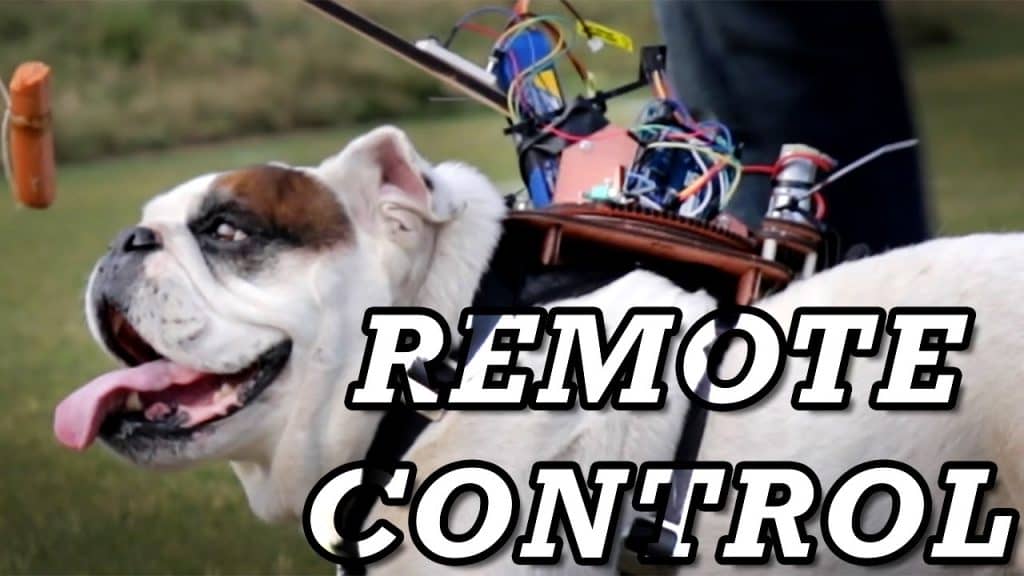 Remote control Dog