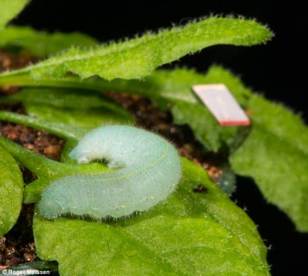 New Study Reveals That Plants Can Hear Themselves Being Eate