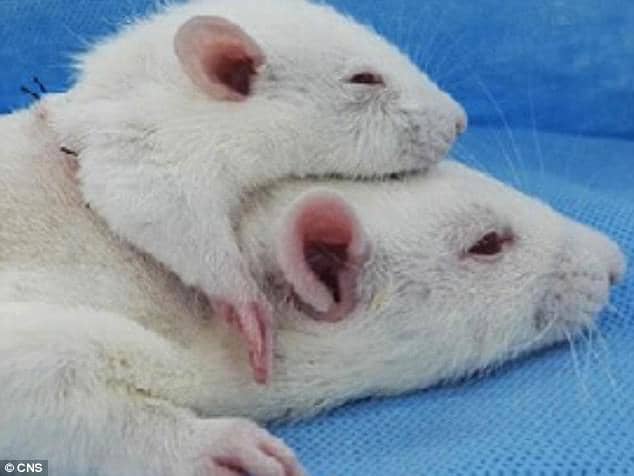 two headed rat transplant