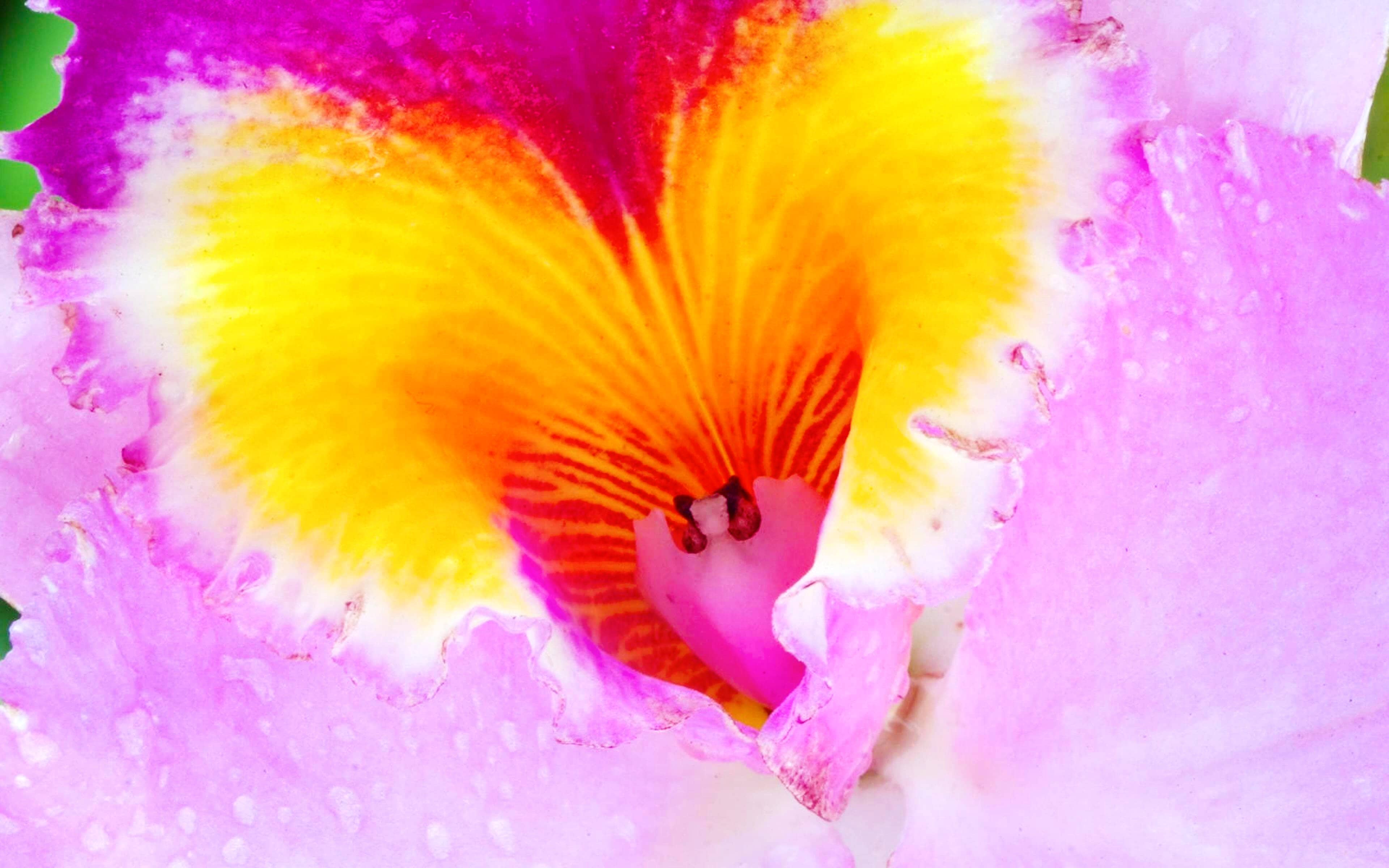 22 Pink Wallpaper Backgrounds in HD For Download