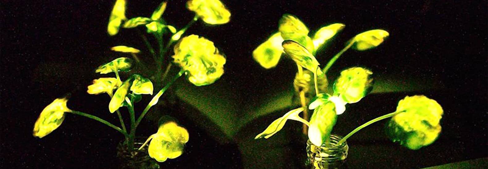 MIT Hacks Plants To Make Them Glow Like Fireflies