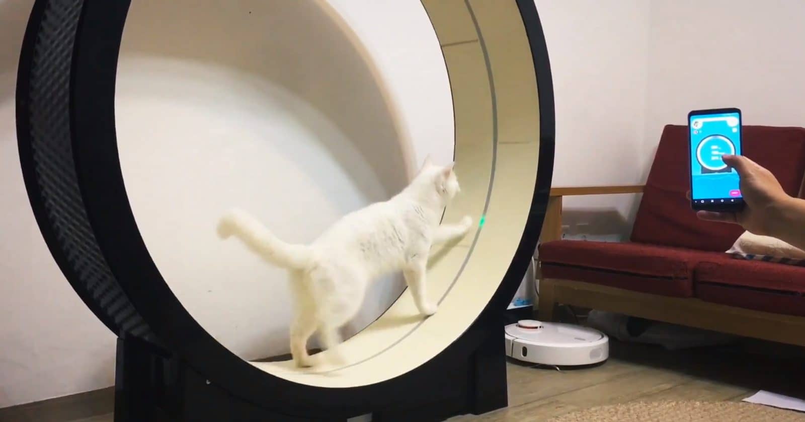 Korean Company Unveils A Smart Treadmill For Cats