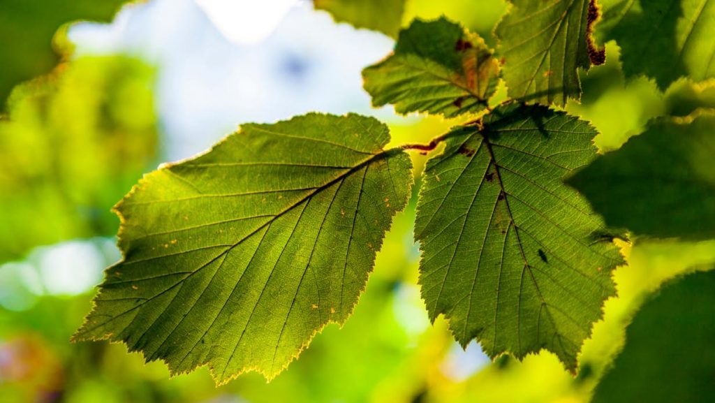 Artificial Leaf Design By Researchers Is More Efficient Than Actual Leaf!