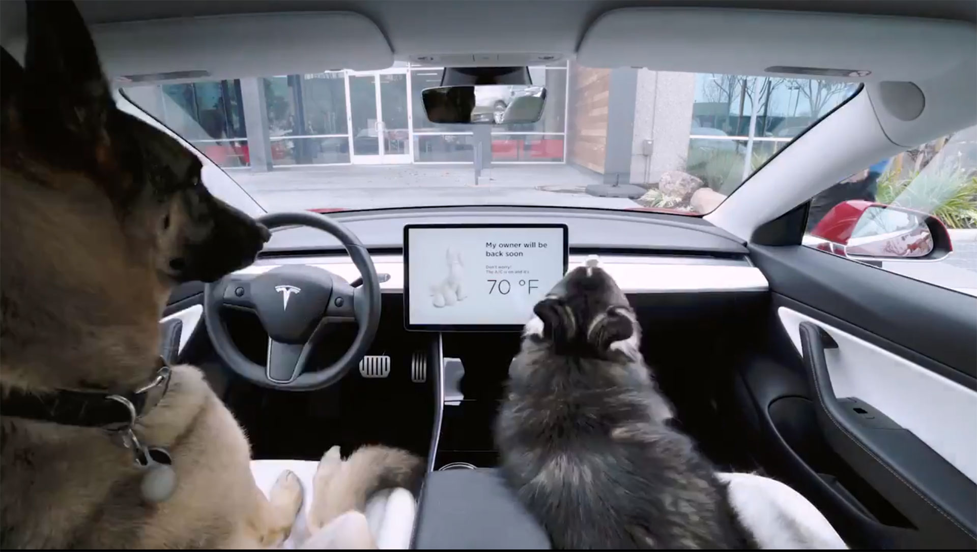 Tesla’s Dog Mode Will Make Sure That Your Pet Remains Safe In The Car