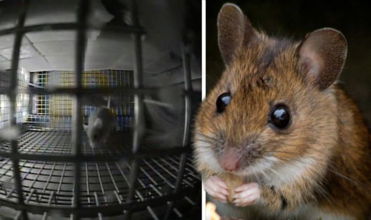 NASA’s Video Shows Mice In Microgravity Aboard ISS!