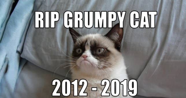 Grumpy Cat – Tardar Sauce – Dies At The Age Of Seven!