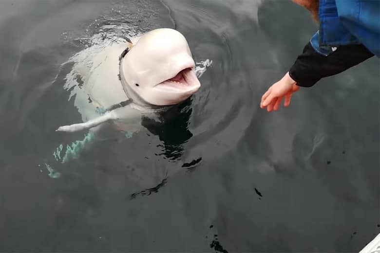 Beluga Whales Are Likely Being Used By Russian Navy As Spies