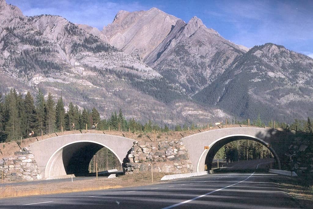 These Wildlife Crossings Help Animals Cross The Road Without