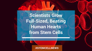 Scientists Have Created A Beating Heart Using Stem Cells
