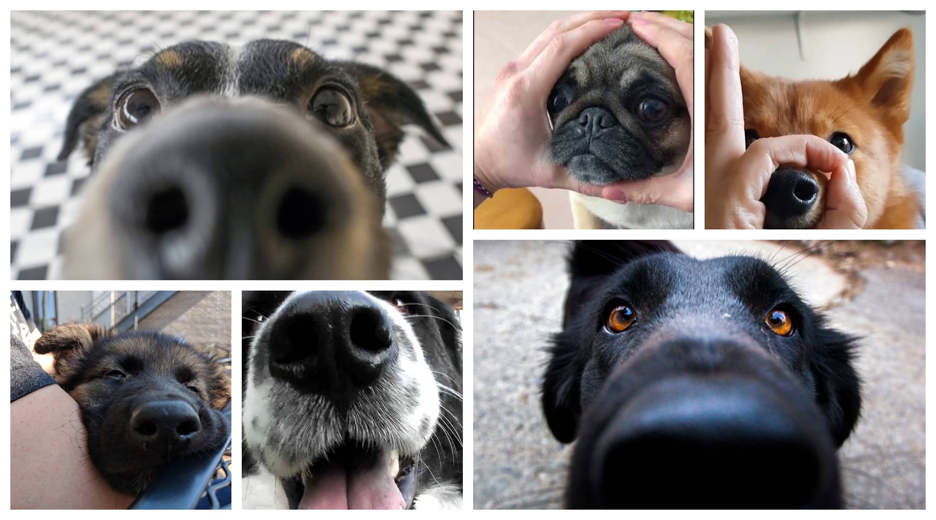 This App Will Let You Find Your Lost Dog Using Its Nose Patt