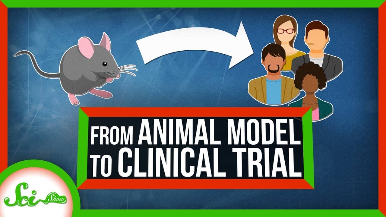 Watch The Journey From Animal Testing To Clinical Trials