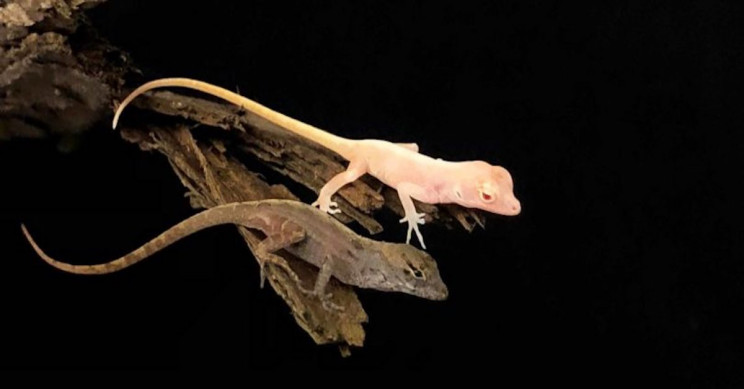 First Gene-Edited Albino Lizards Have Been Created Using CRISPR