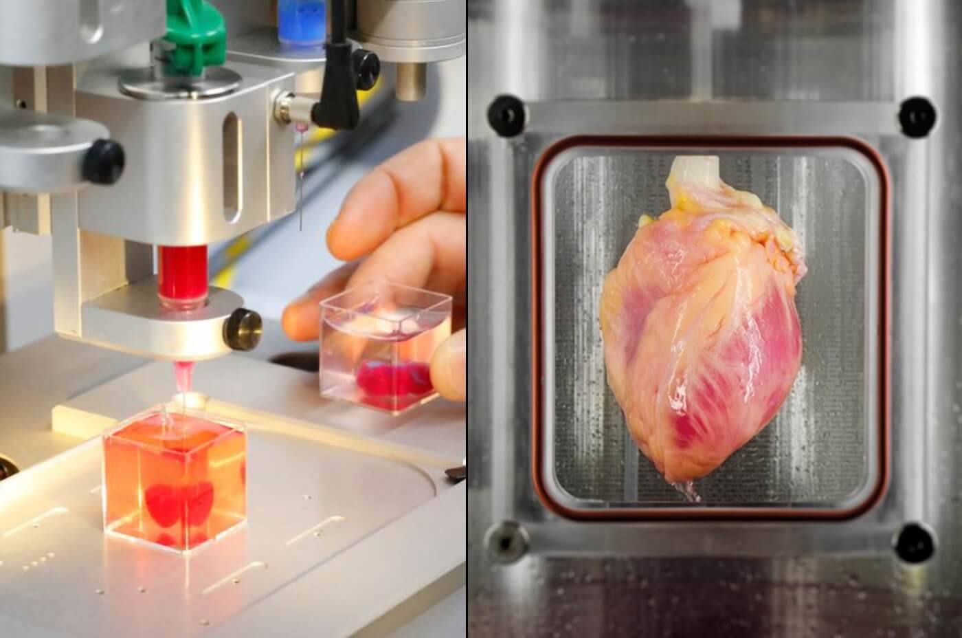 Stem Cells Were Used For Growing & 3D Printing Functional Hearts