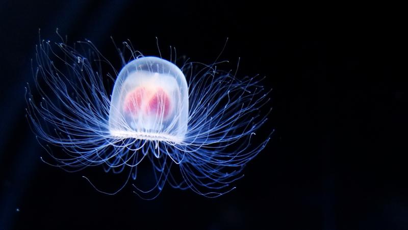 The Immortal Jellyfish Is The Only Creature That Lives Forever