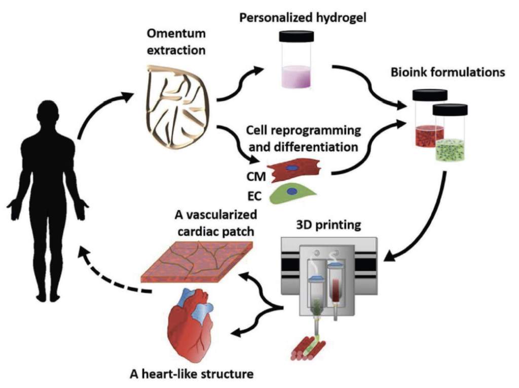 Scientists 3d Print A Functional Heart Using Stem Cells 