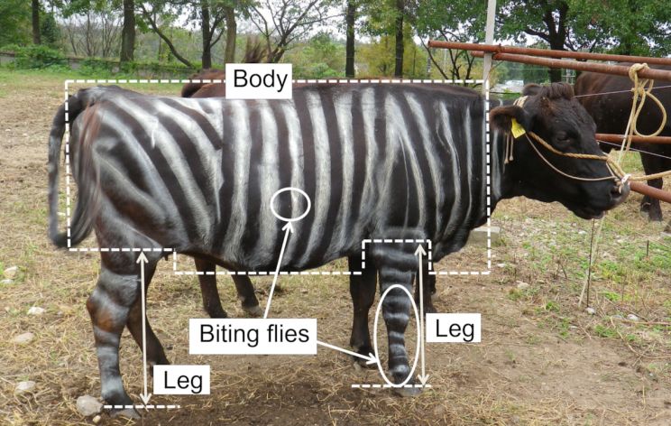 Scientists Painted Cows Like Zebras To Confuse Flies & It Worked