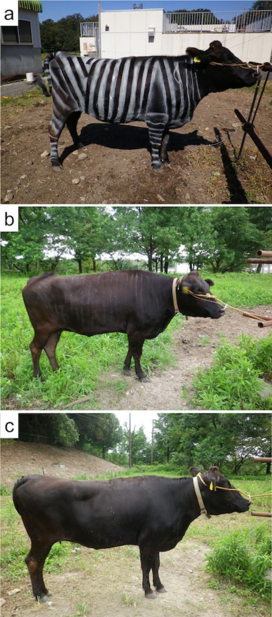 Scientists Painted Cows Like Zebras To Confuse Flies And It