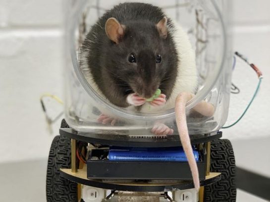 Researchers Train Rats To Drive A Tiny Car - Wonderful Engin