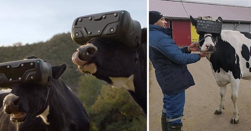 Russian Cows Are Using VR Headsets To Get Rid Of Anxiety